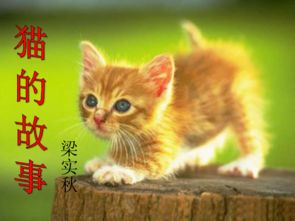 猫咪大作战无限猫罐头版中文下载手机版-猫咪大作战无限猫罐头版中文内置作弊菜单下载v.2.39 猫咪大作战无限猫罐头版中文下载手机版-猫咪大作战无限猫罐头版中文内置作弊菜单下载v.2.39